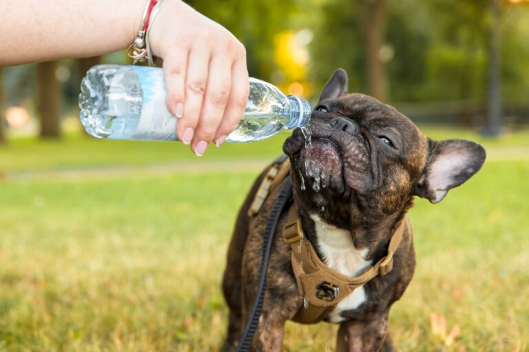 Zázračný liek na všetko – voda water