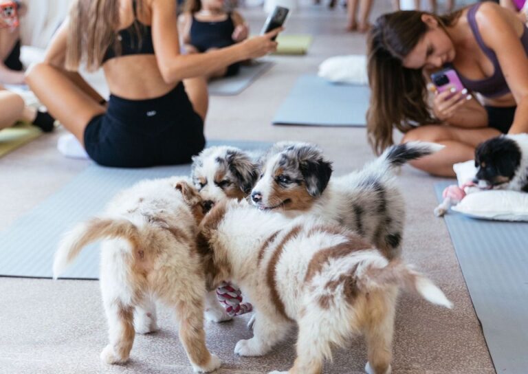 Slovenka Viktória rozbehla na Slovensku Puppy jogu: Keď sa meditácia zmení na explóziu radosti Puppy joga na Slovensku